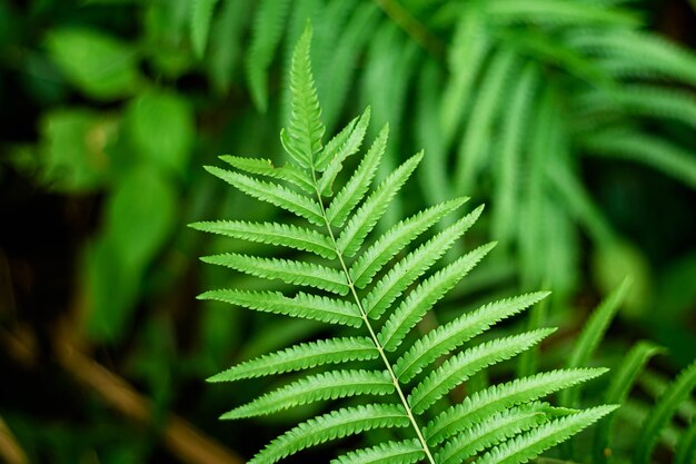 Hoja de helecho en la naturaleza