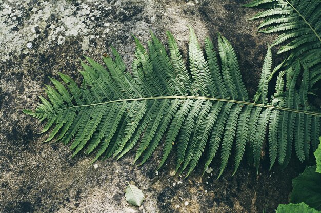 Hoja de helecho en la piedra