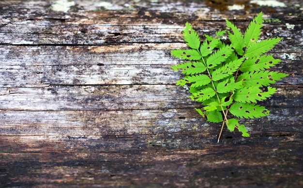 Hoja de helecho sobre fondo de madera