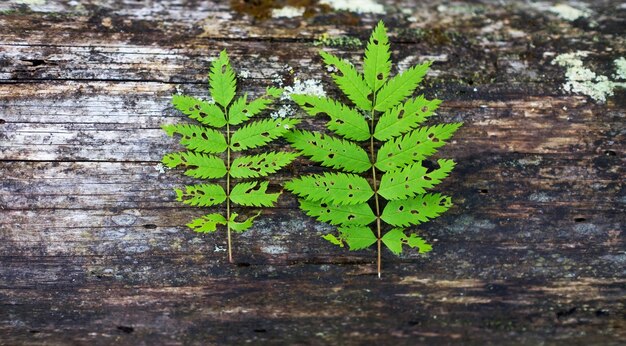 Hoja de helecho sobre fondo de madera