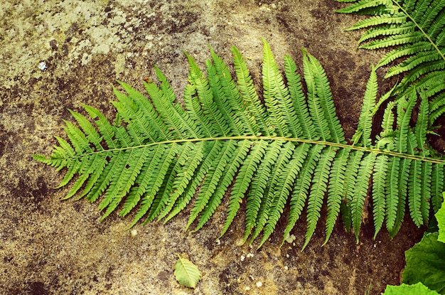 Hoja de helecho de verano verde en la imagen hipster vintage de fondo de piedra gris