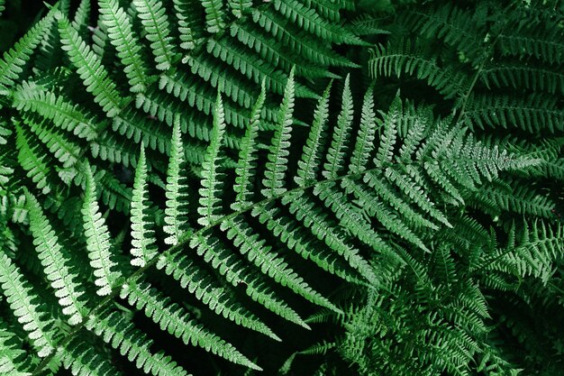 Foto una hoja de helecho verde en el bosque. rica vegetación natural del bosque.