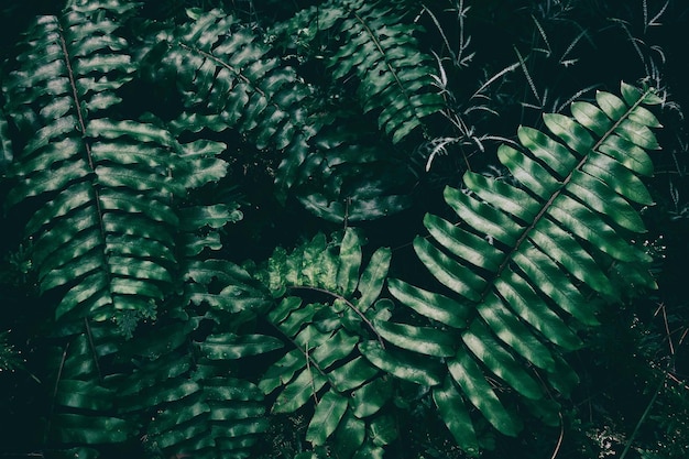 Hoja de helecho verde, fondo de naturaleza oscura