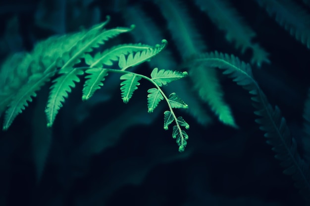 Hoja de helecho verde, fondo de naturaleza oscura