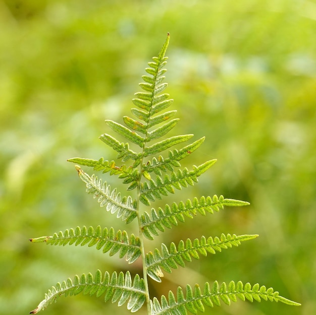 Hoja de helecho verde en la naturaleza en otoño, fondo verde