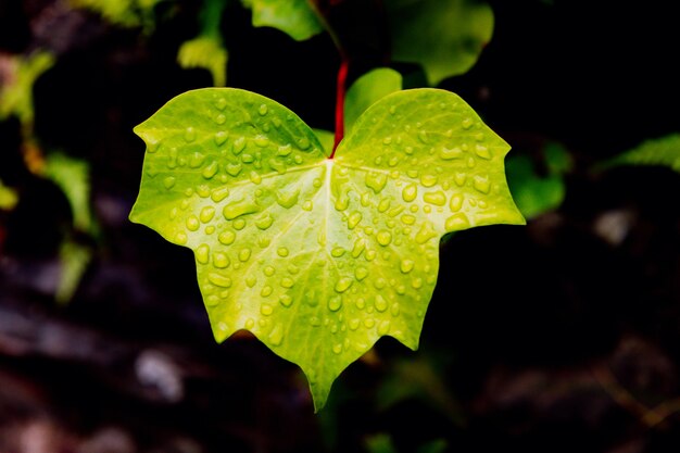 Hoja de hiedra mojada de cerca con gotas de lluvia