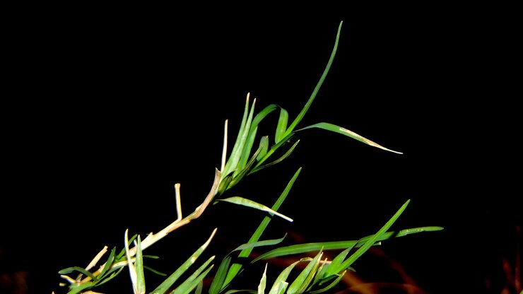 Foto una hoja de hierba que está saliendo del suelo