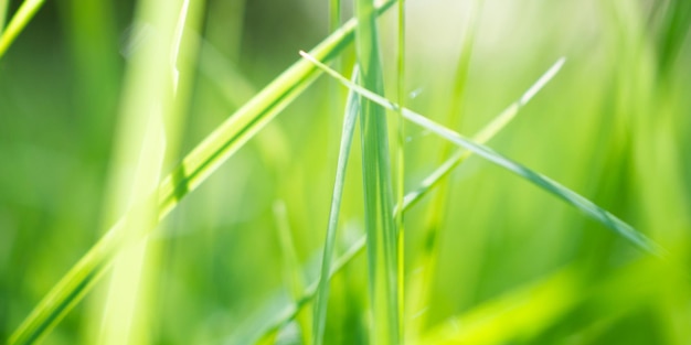 Hoja de hierba verde en el jardín con fondo bokeh