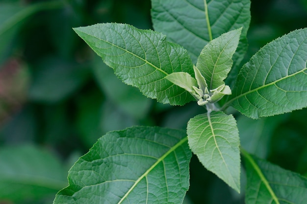 Hoja de hierbas en el jardín para un estilo de vida saludable