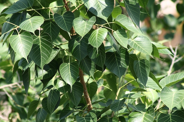 Hoja de higo sagrado