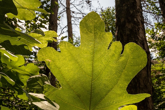 Hoja de higo