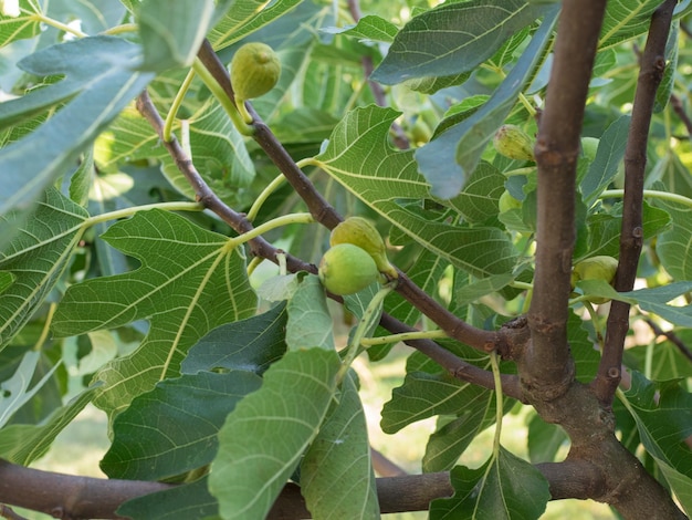 hoja de higuera