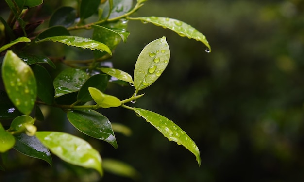 hoja hoja verde con gotas de agua