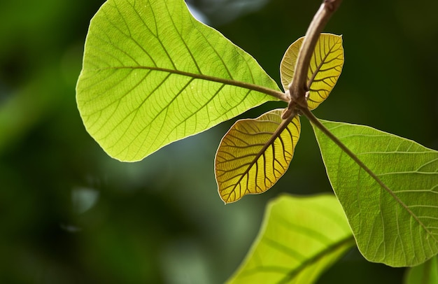 Una hoja con una hoja verde que tiene la palabra ceniza.