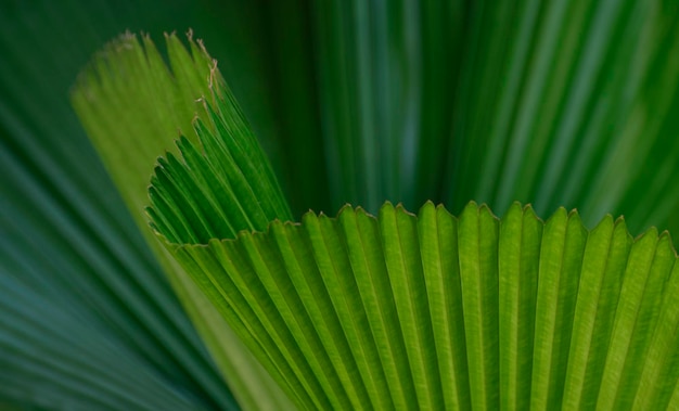 hoja hojas flor