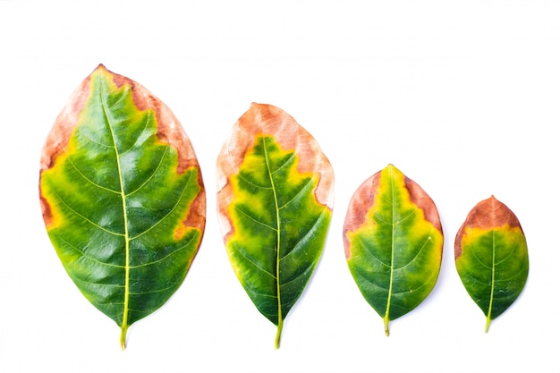 Foto hoja infecciosa (enfermedad de las hojas) en el mal ambiente aislado sobre fondo blanco - concepto de naturaleza.