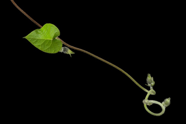 Hoja de ipomoea japonés morning glory enredadera aislado sobre fondo blanco.