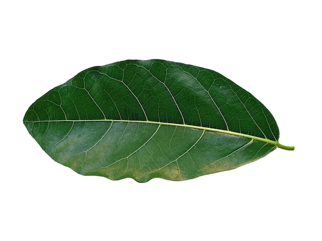 Hoja de jaca verde aislada sobre fondo blanco