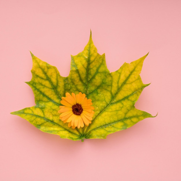 Hoja de jelow verde otoñal con una hermosa flor en el medio sobre fondo rosa pastel, endecha plana