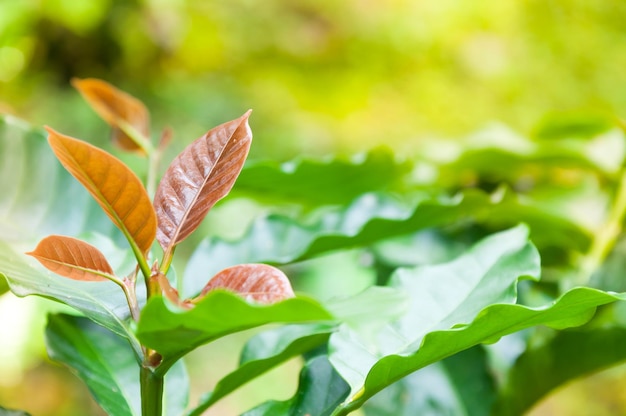 Hoja joven del árbol de café, hojas de plantación de vivero de árboles de café arábica, de la finca de café del norte de Tailandia