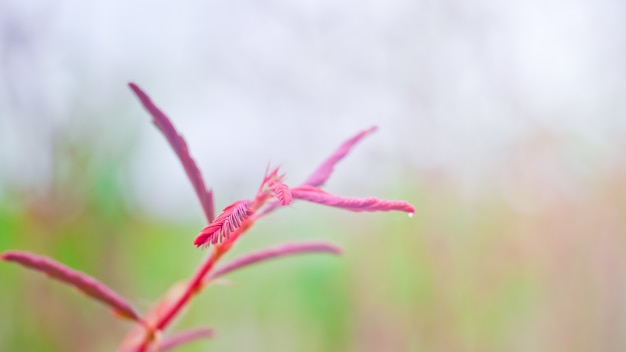 hoja joven roja de mimosa pigra