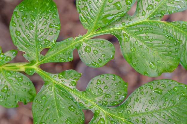 Hoja de Konjac con gotas de agua.