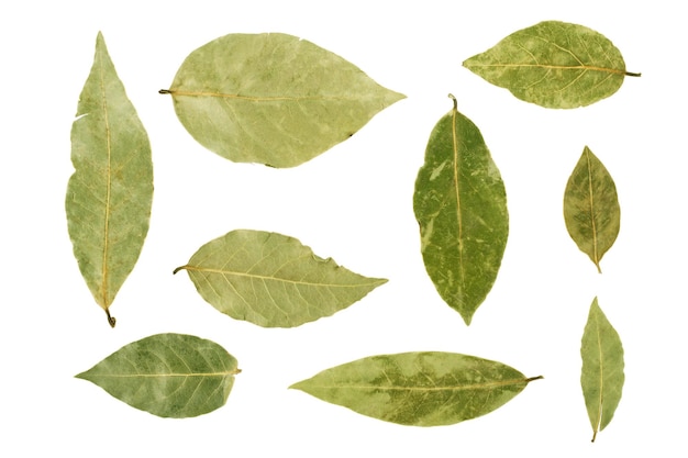 Hoja de laurel aislado en el fondo blanco.