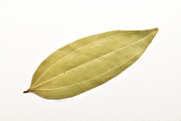 Hoja de laurel aislado sobre fondo blanco.