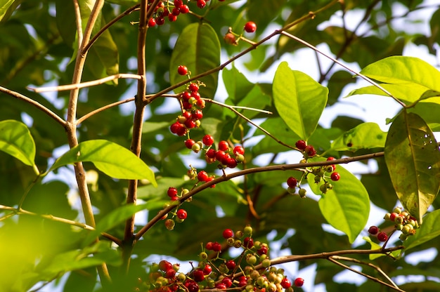 Hoja de laurel indonesia o daun salam Syzygium polyanthum frutos en foco superficial