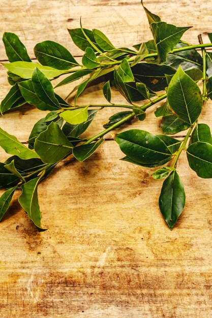 Hoja de laurel joven y fresca. Ingrediente tradicional para cocinar