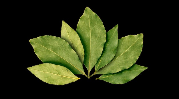 hoja de laurel en negro