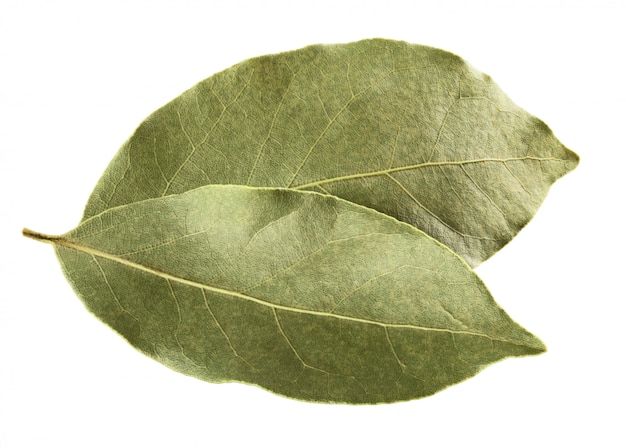 Hoja de laurel seca aislada en blanco