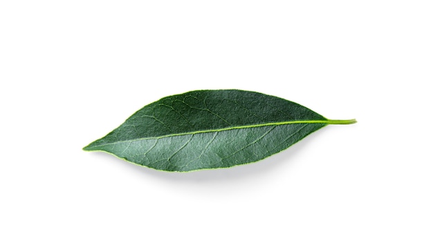 Hoja de laurel verde fresca aislada. corona de laurel