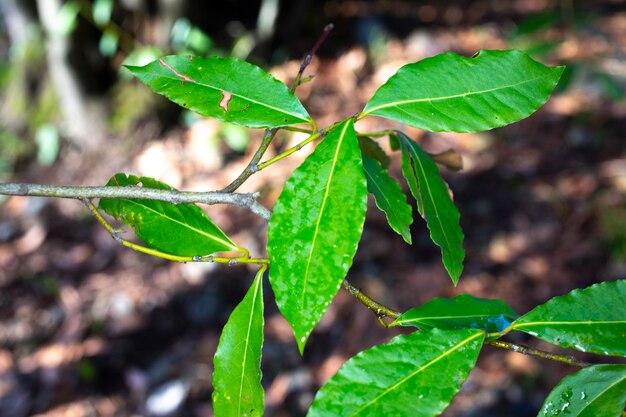 Hoja de laurel verde que crece en la naturaleza, fondo de ingrediente picante, primer plano de una hoja en una rama