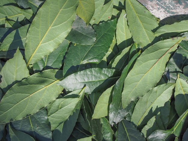 Hoja de laurel