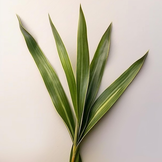 Foto hoja de lino de nueva zelanda de hoja perenne