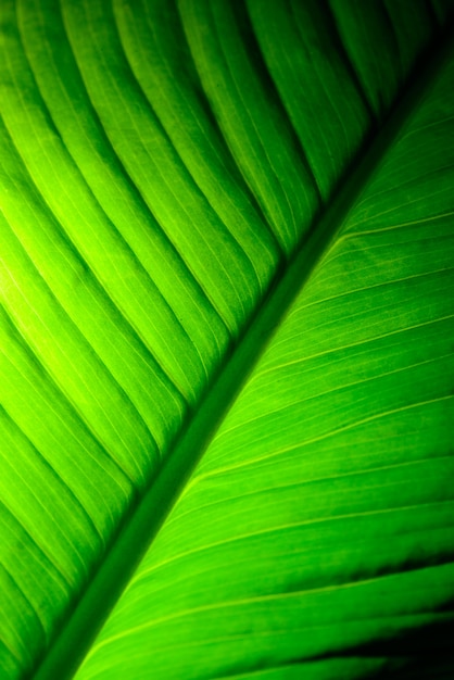 Hoja de lirio de paz con luz.