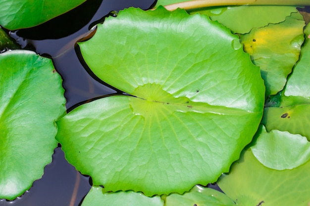 Hoja de loto en agua