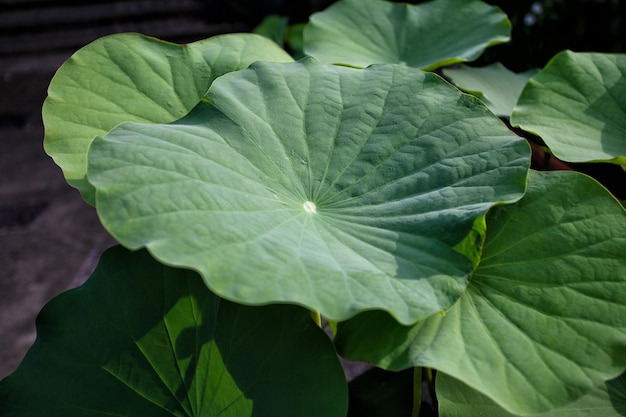 Hoja de loto en el estanque