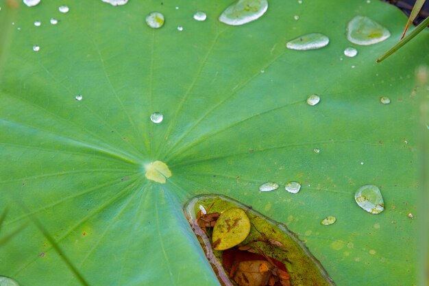 La hoja de loto en el exterior