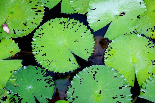 Hoja de loto verde