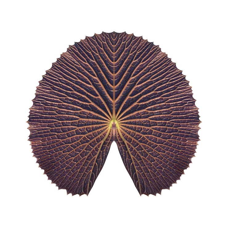 Foto una hoja de loto victoria que muestra texturas genuinas con un tamaño grande y un centro marrón oscuro