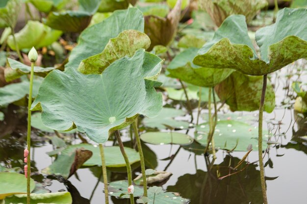 Hoja de Loto.