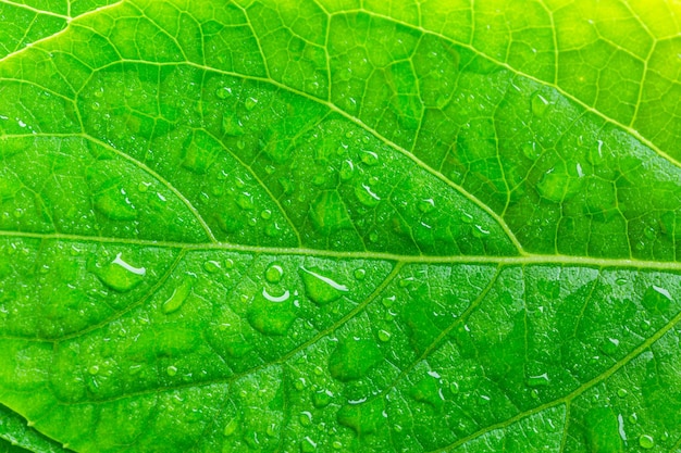 Hoja de macro verde y gota de agua