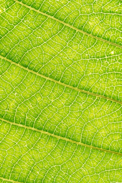 hoja macro verde