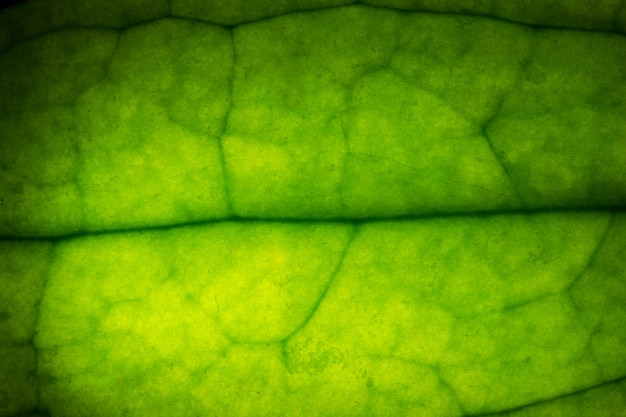 hoja macro verde