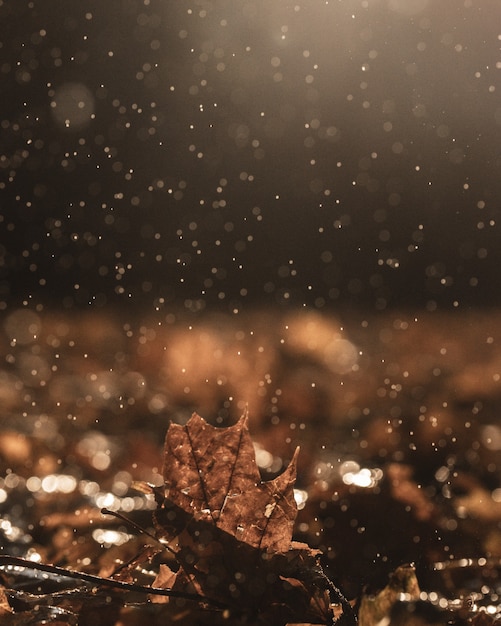 Hoja de macrofotografía con gotas de rocío