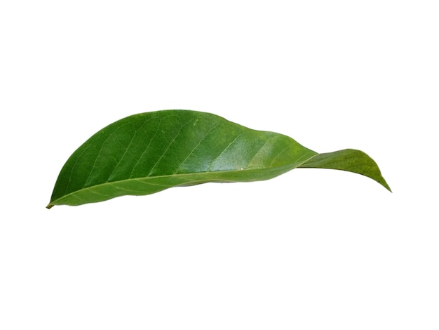 Hoja de magnolia champaca sobre fondo blanco.