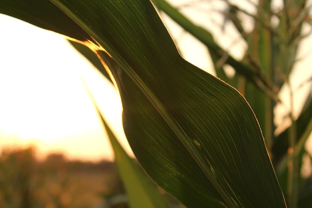 Hoja de maíz en el campo al atardecer Foco artístico seleccionado