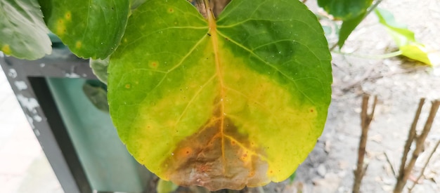 Foto una hoja con una mancha amarilla en ella está creciendo en una roca